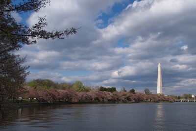 cherry_blossoms_2007