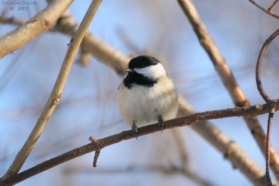 Msange  tte noir / Chickadee