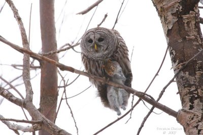 Chouette Raye / Barred owl