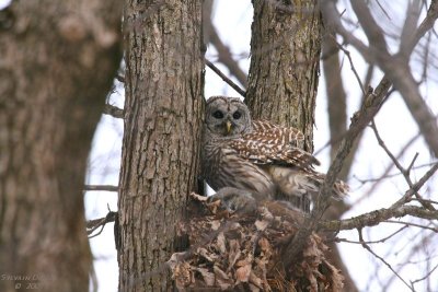 Chouette Raye / Barred owl