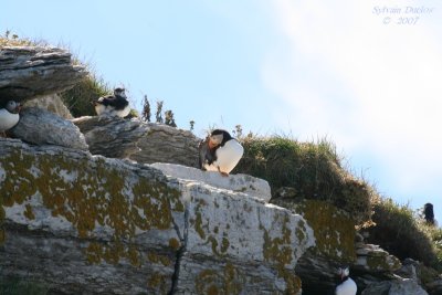Macareux moine / Atlantic puffin
