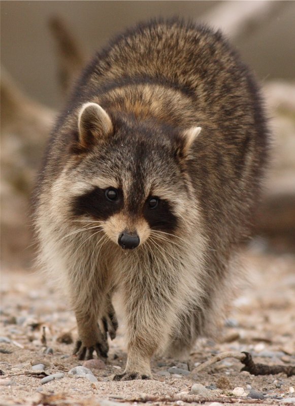 Young Racoon