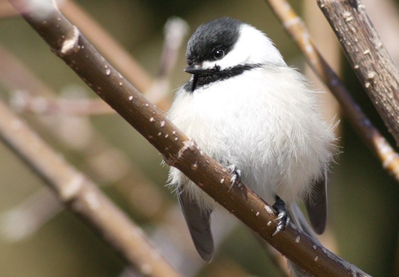 Black Capped Chickadee