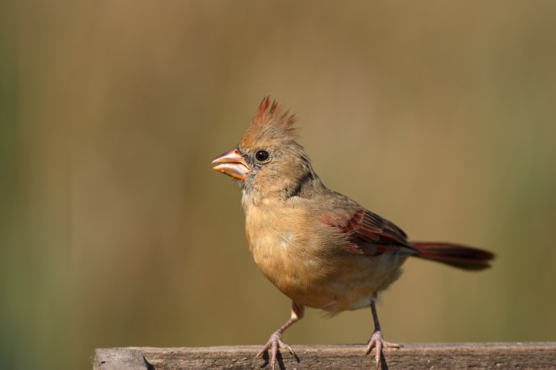 Cardinal female