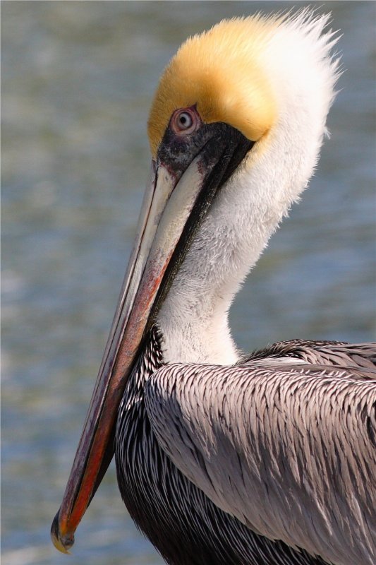 Pelican