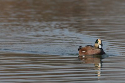 American Wigeon