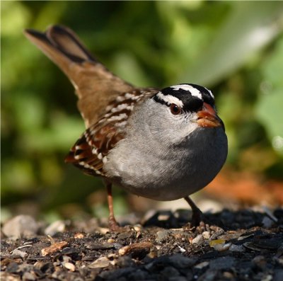 White Stripped Sparrow