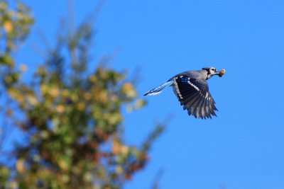 Blue Jay