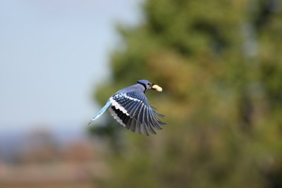 Blue Jay