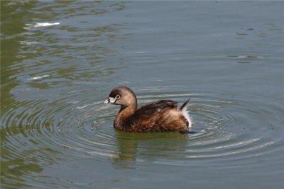 Pied-billed Grebe