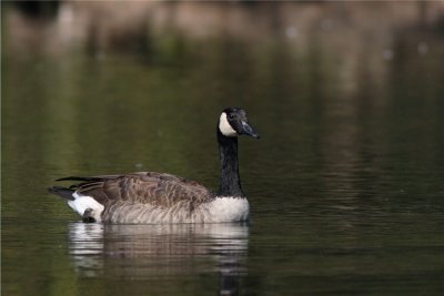 Canada Goose