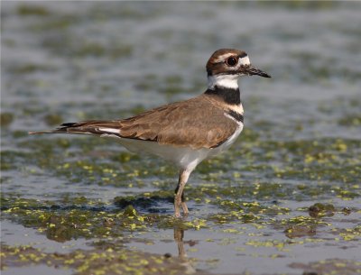 Killdeer