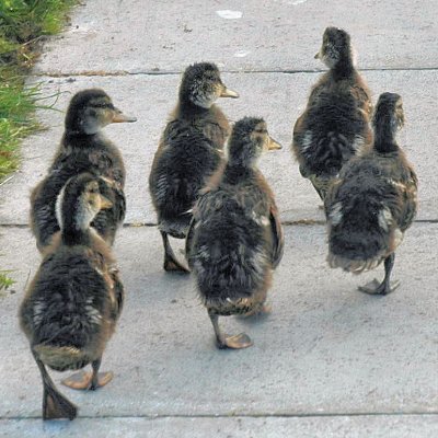 Ducklings 2x2