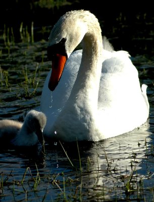 Swan  and Cygnet