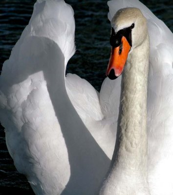 Swans and Cygnets  In the Curlie and The Basin