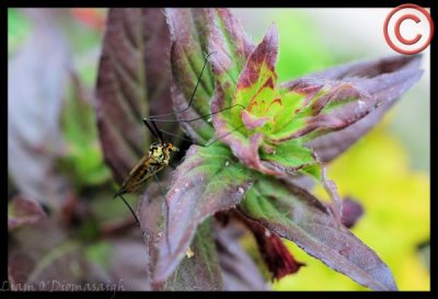 beasties_in_the_garden