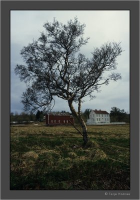 Birch and farm