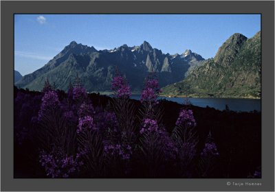 The Alps of Lofoten