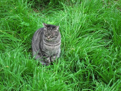 Tiger in the grass at the Torre Argenitna .. 3352