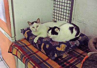 Cat sanctuary, Torre Argentina; resting cats .. 3359