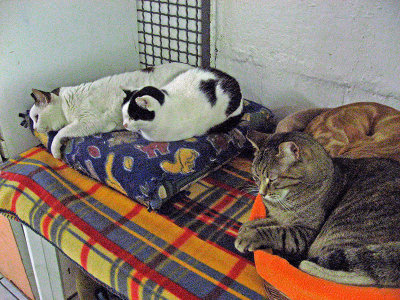 Cat sanctuary, Torre Argentina; definitely nap time for all .. 3361