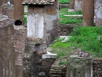 At the Torre Argentina: Can you find the cats? .. 3430