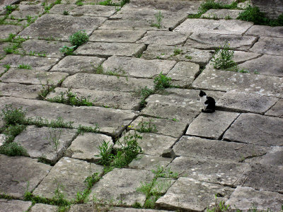 At the Torre Argentina, cat and ancient stones .. 3625