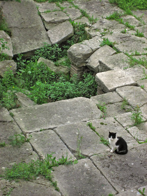 At the Torre Argentina, black  and white cat on grey stones .. 3630