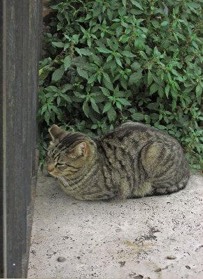 At the Torre Argentina, resting stripey .. 3631