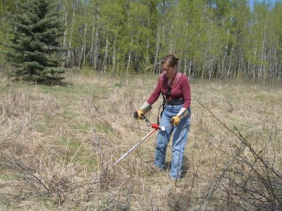 Bush Whacking