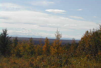 Saplings Fall '05