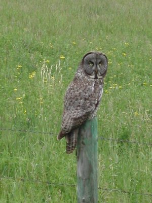 Great Gray Owl habitat