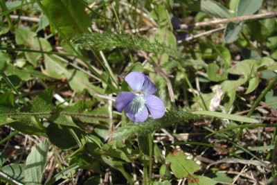 Wildflowers