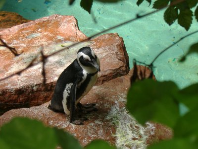 South African Penquin