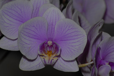 Phal.jpg