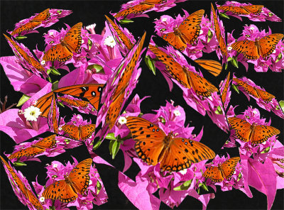 Butterfly-Cubes.jpg