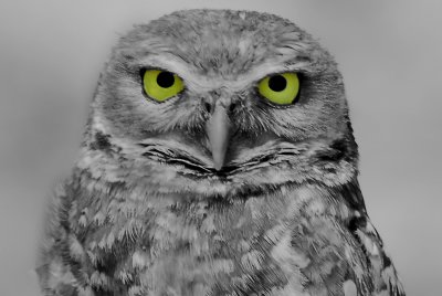 BW-Owl.jpg