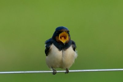 barn swallow.... boerenzwaluw