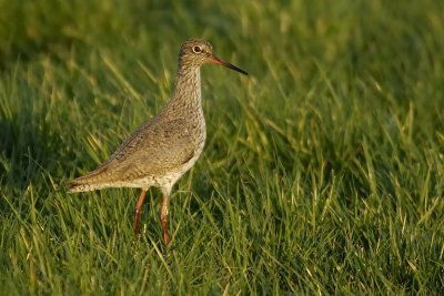 common redshank.... tureluur