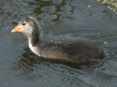 common coot.... meerkoet