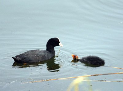 common coot.... meerkoet