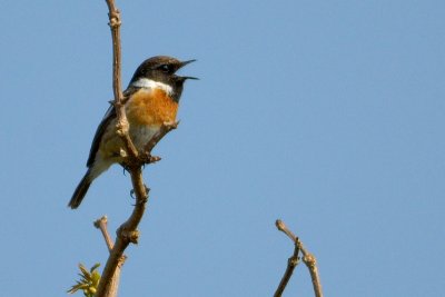 common stonechat.... roodborsttapuit