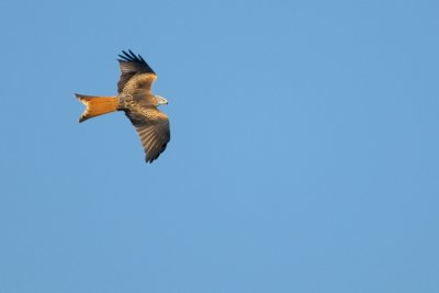 red kite.... rode wouw