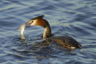 divers and grebes... duikers en futen