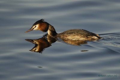 great crested grebe.... fuut