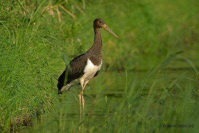 black stork.... zwarte ooievaar