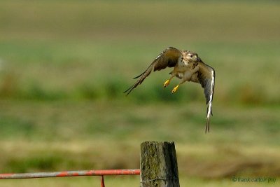 common buzzard.... buizerd