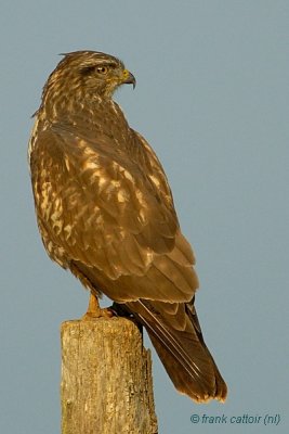 common buzzard.... buizerd