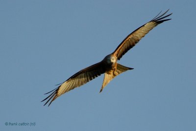 red kite.... rode wouw