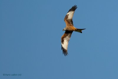 red kite.... rode wouw